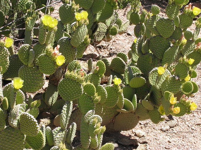 Fotos de Opuntia microdasys 1