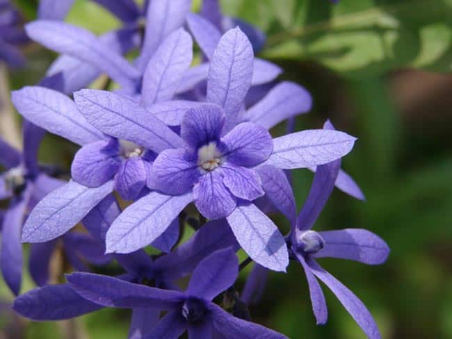 Fotos de Petrea volubilis 1