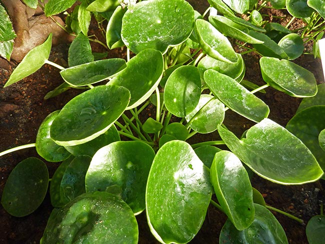 Fotos de Pilea Peperomioides