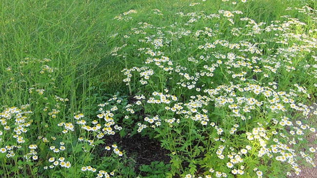 Fotos de Tanacetum parthenium