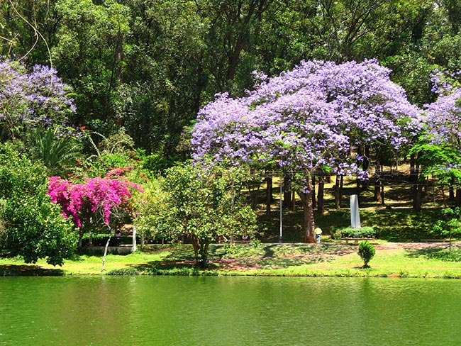 Fotos de arvores de Bougainville