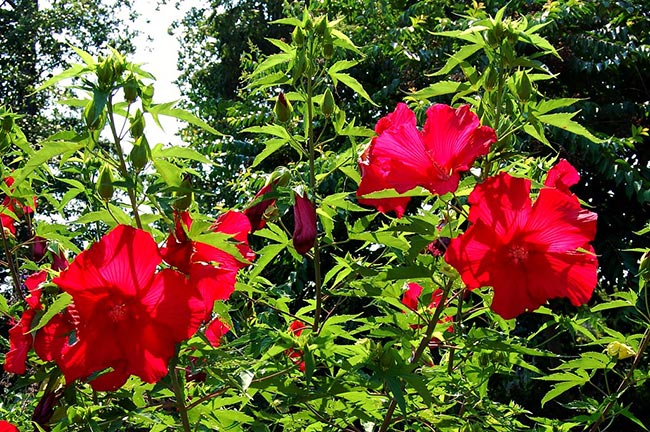 Fotos de cerca viva de hibisco 2