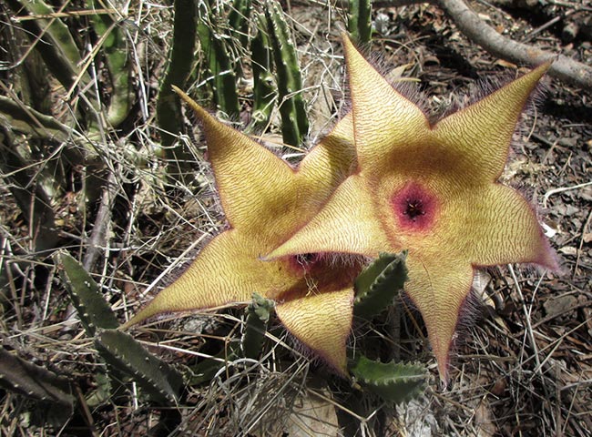 Imagens da Flor Estrela do Mar 2 Imagens da Flor Estrela do Mar 2