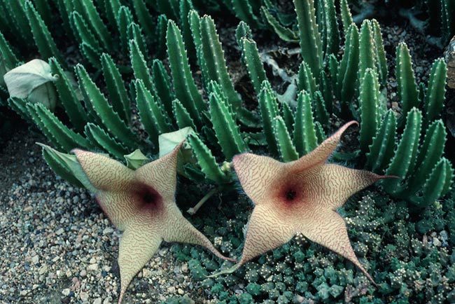 Imagens da Stapelia Gigantea 3 Imagens da Stapelia Gigantea 3