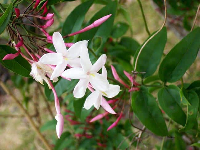 Imagens de Jasminum polyanthum Imagens de Jasminum polyanthum