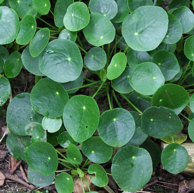 Imagens de Pilea Peperomioides