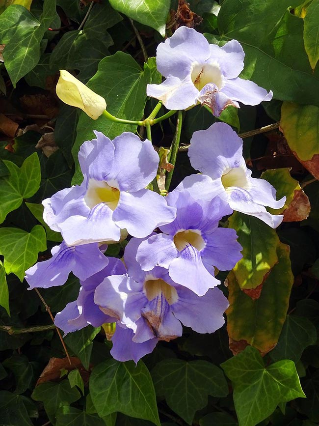 Imagens de Thunbergia grandiflora