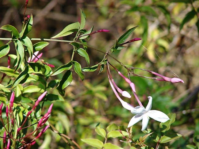 Jasminum polyanthum 1 Jasminum polyanthum 1