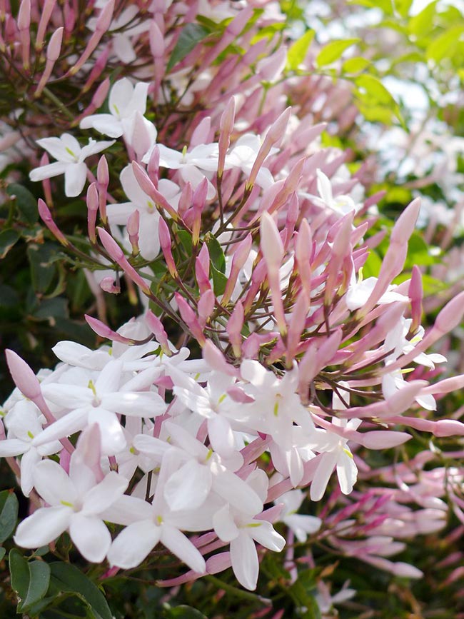 Jasminum polyanthum 2 1 Jasminum polyanthum 2 1