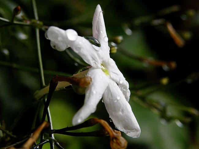 Jasminum polyanthum branca 1 Jasminum polyanthum branca 1