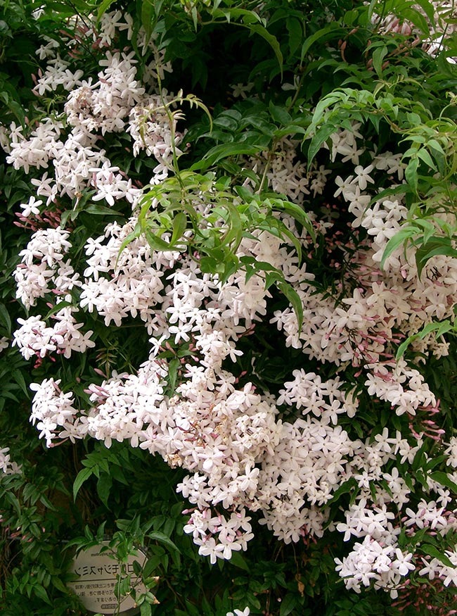 Jasminum polyanthum branca 3 Jasminum polyanthum branca 3