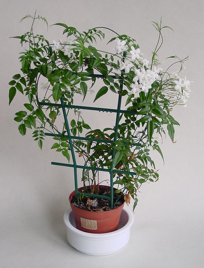 Jasminum polyanthum Jasminum polyanthum