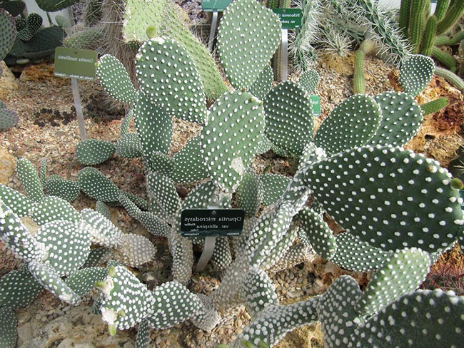 Opuntia microdasys 1 1