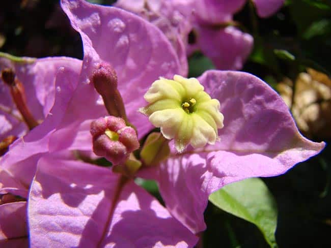 Pe de Bougainville