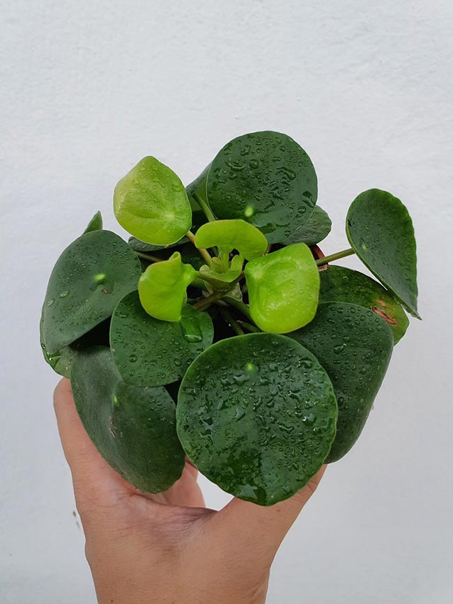 Pilea Peperomioides 1 2