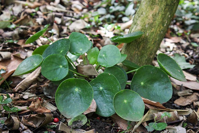 Pilea Peperomioides 2 1