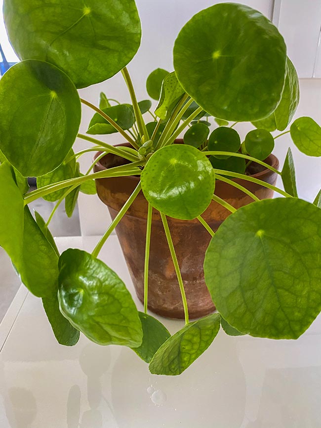 Pilea Peperomioides 3 1