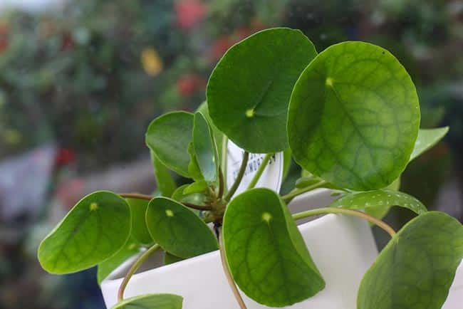 Pilea Peperomioides 5