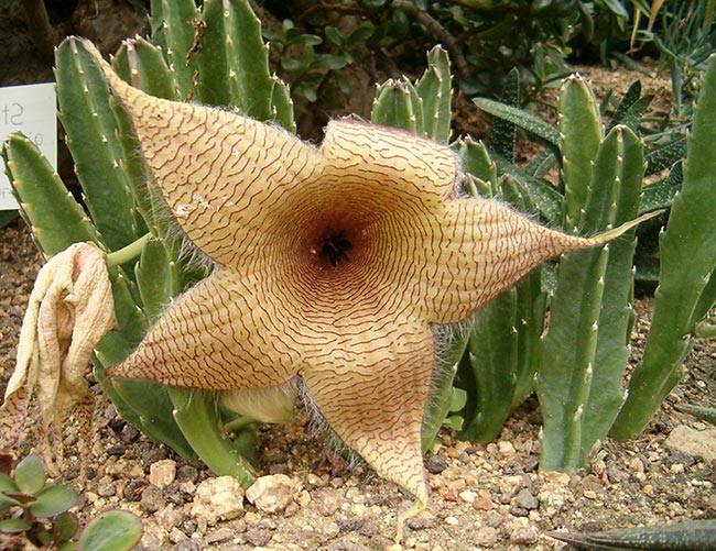 Stapelia Gigantea 3 Stapelia Gigantea 3
