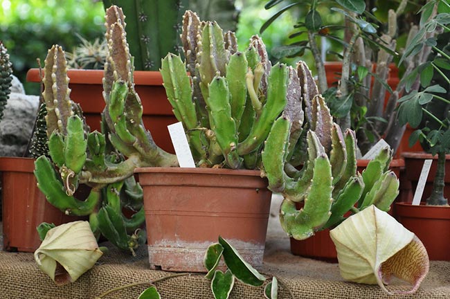 Stapelia Gigantea em vaso 3 Stapelia Gigantea em vaso 3
