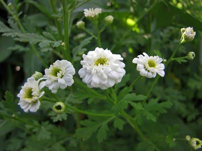 Tanacetum parthenium 1