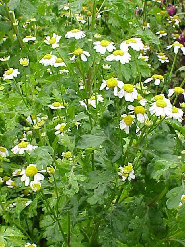 Tanacetum parthenium 2