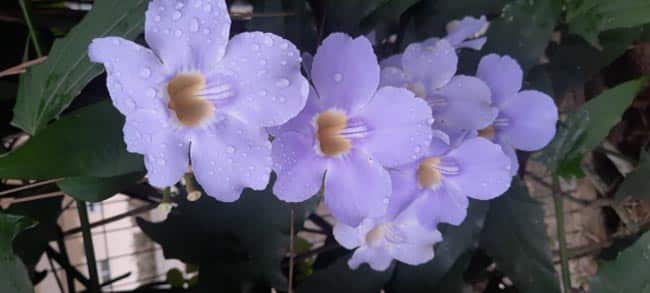 Thunbergia grandiflora 1 4