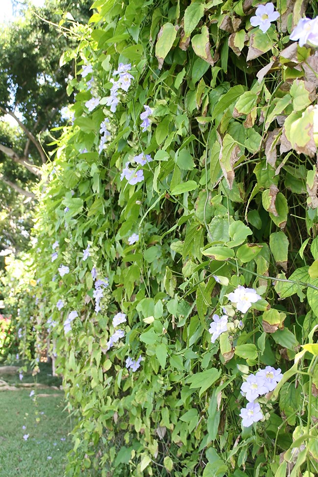Thunbergia grandiflora 2 5