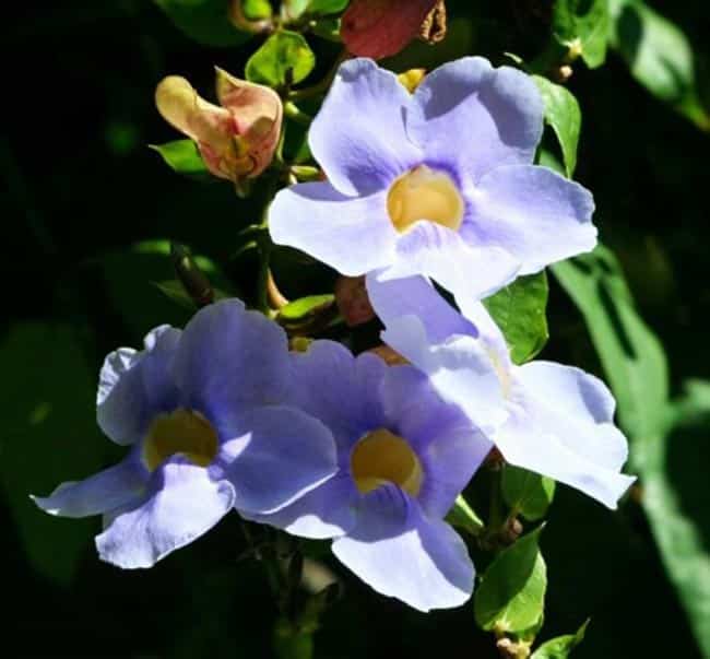 Thunbergia grandiflora 3 5
