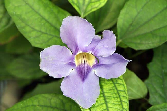 Thunbergia grandiflora 8