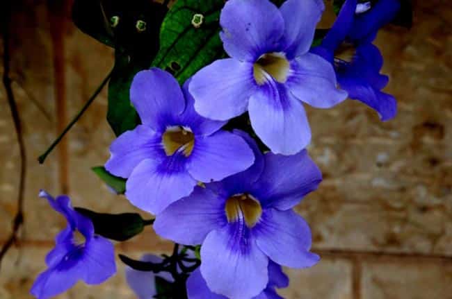 Tumbergia azul 5