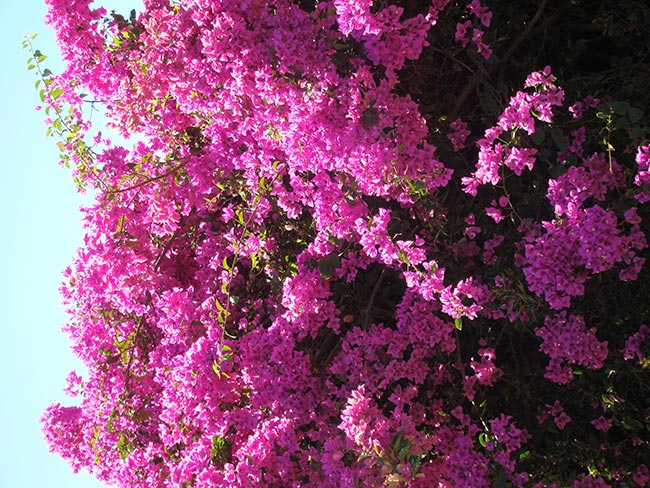 Variedades de Bougainville