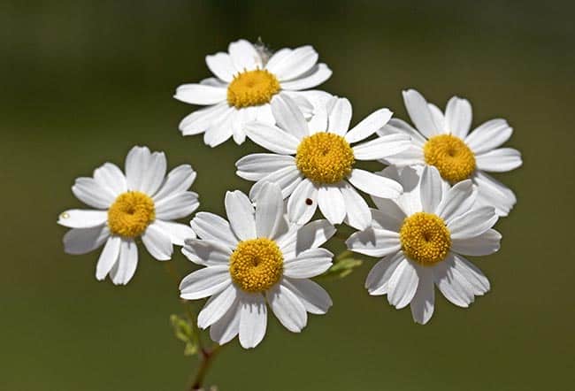 belas flores