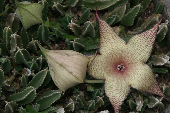 cacto Stapelia Gigantea cacto Stapelia Gigantea