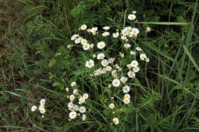 canteiro de flores