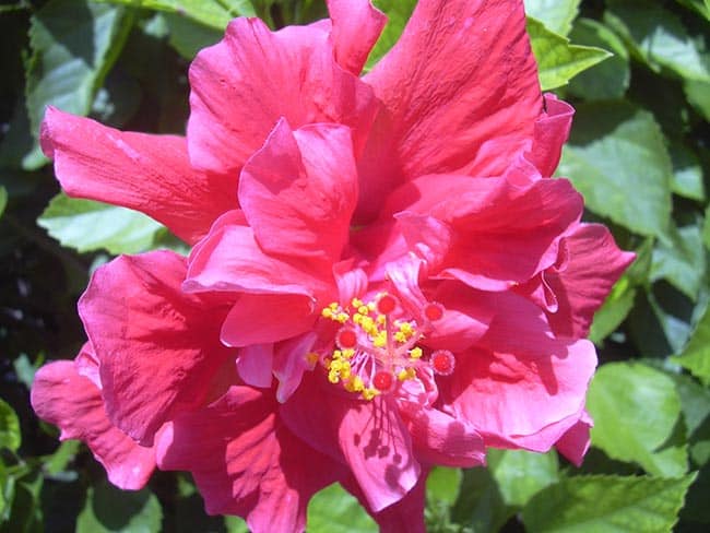 cerca viva de hibisco 1