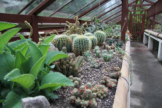 com cactos com cactos