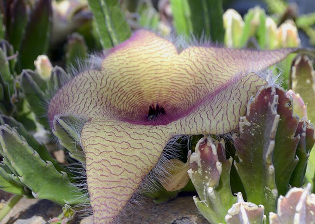 como cuidar da Flor Estrela do Mar como cuidar da Flor Estrela do Mar
