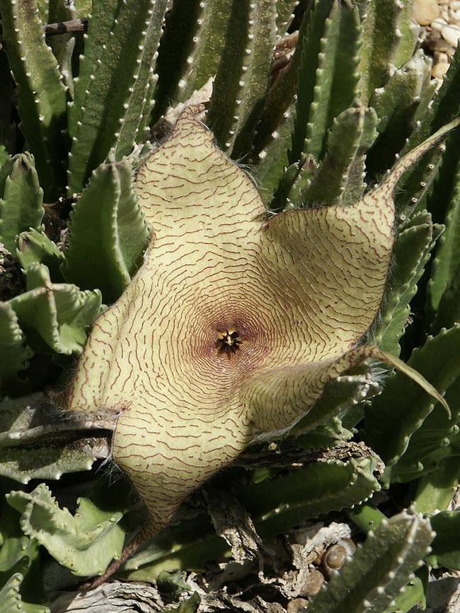 como plantar Stapelia Gigantea como plantar Stapelia Gigantea