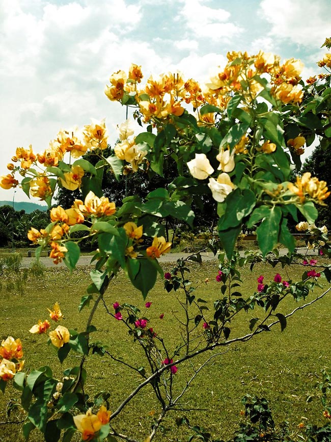 cor amarela