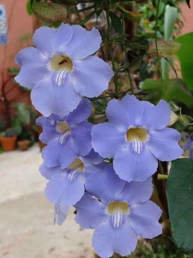 cor violeta