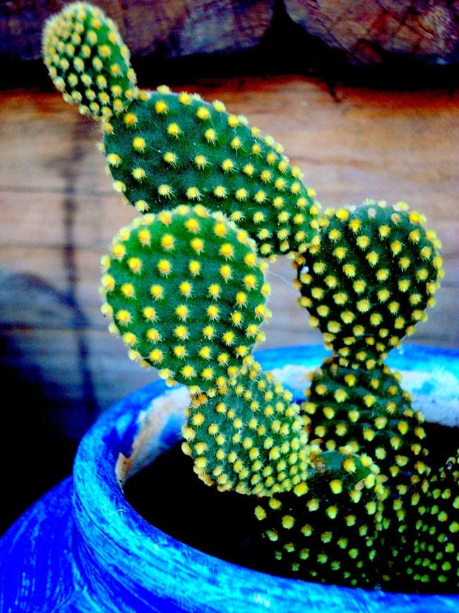 dicas de cultivo 6