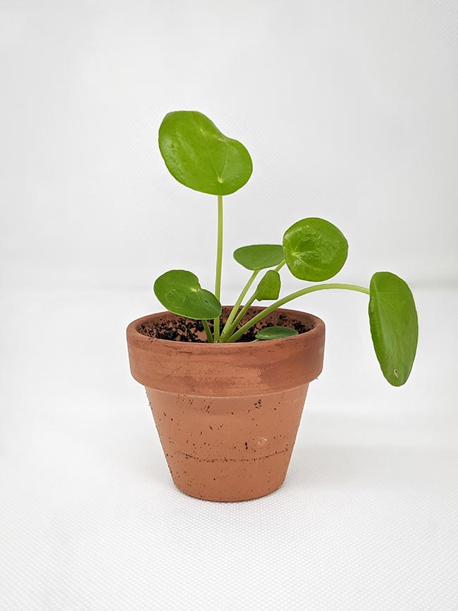 em vaso de barro