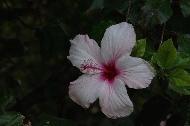 flor de hibisco 2