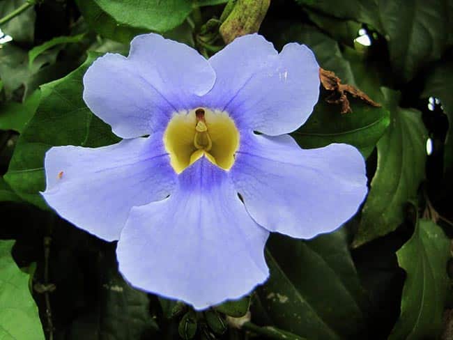 flor violeta