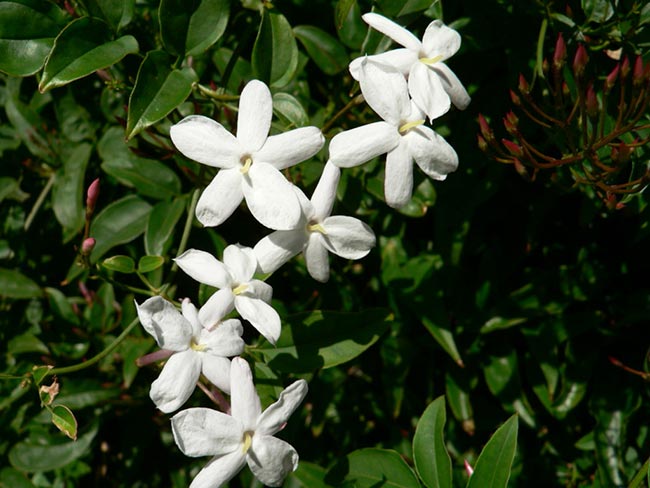 flores brancas 1 1 flores brancas 1 1