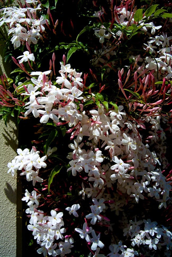 flores brancas 3 flores brancas 3