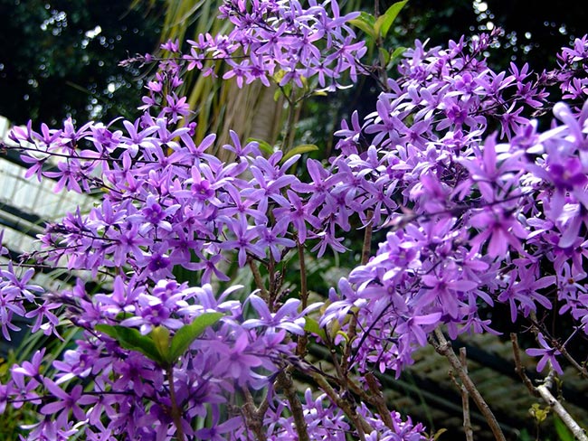 flores violeta 1