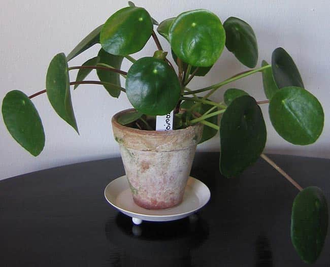 folhas da planta 3