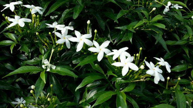 fotos das flores 2 fotos das flores 2